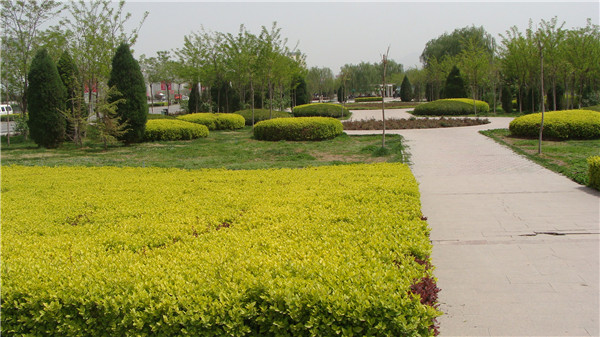 鄂尔多斯东胜区纺织公园绿化工程